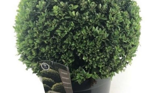 holly that looks like boxwood in a pot