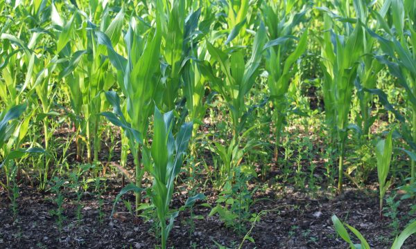 maize with mulch layer