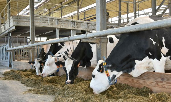 Vier Holsteinkoeien in de stal met voeder.