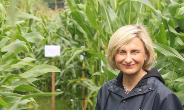 minister Hilde Crevits bij mengteelt maïs-boon