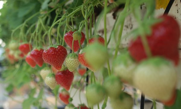 strawberries PCH