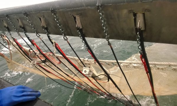 Net used in pulse fishing for shrimp