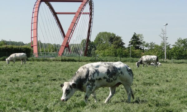 cow with bridge in background