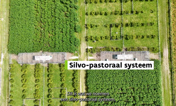 Video Agroforestry demosite met kippen bij ILVO