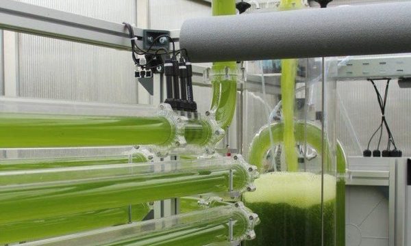 micro-algen proefbuis