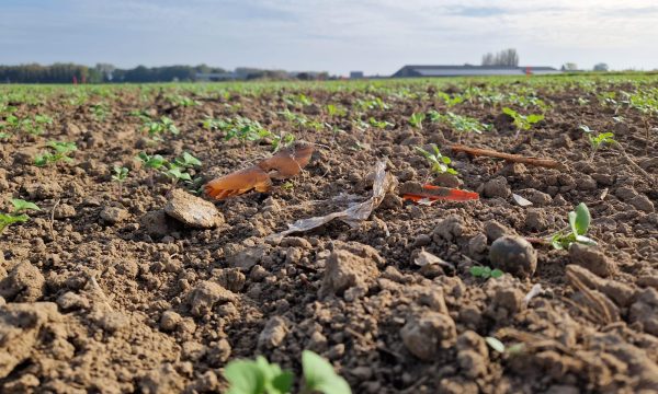 Soil on agricultural field, copyright Ghent University