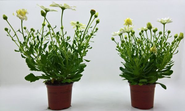 Compacte planten