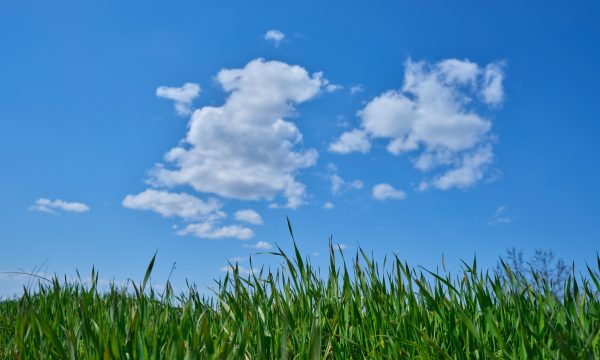 grass cloud