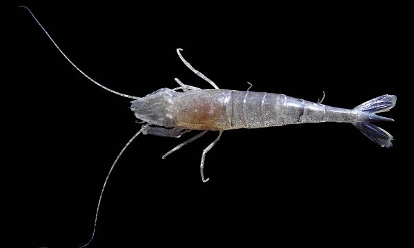 grijze garnaal op zwarte achtergrond