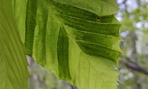 green discoloration between nerves of beech leaf