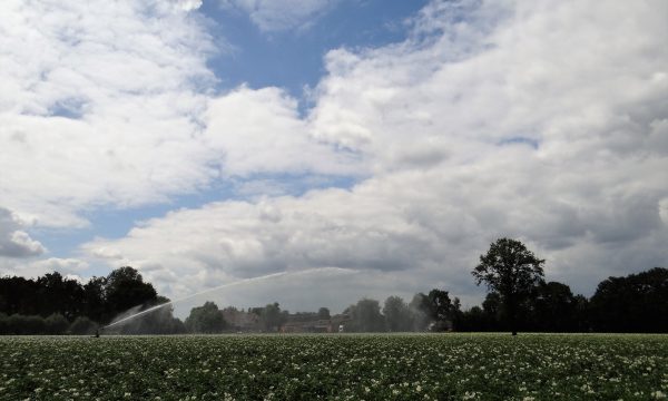 Irrigatie met haspel van aardappel op zandgrond in Limburg vanuit de lucht. Je ziet een straal water die onder veel druk over het veld gesproeid wordt.