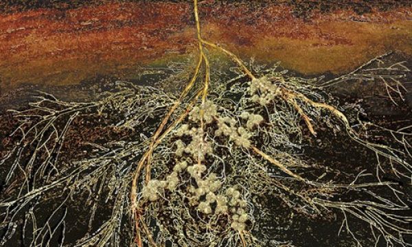 mycorrhizae