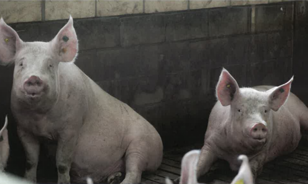 Een zittend en liggend varken in een stal