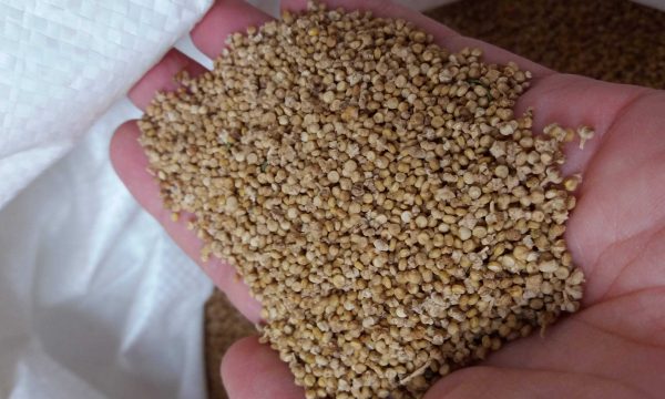 Handvol quinoa
