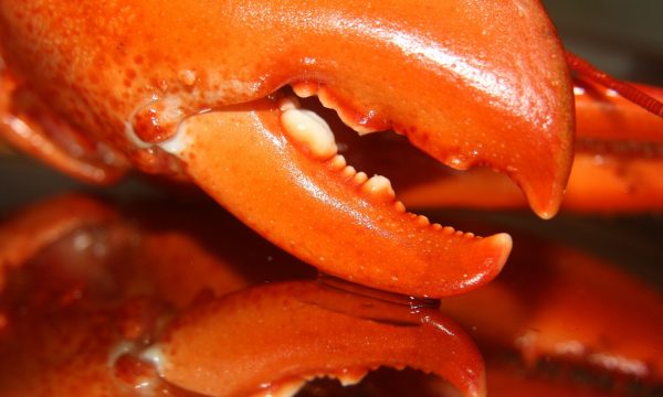 close-up of lobster claws