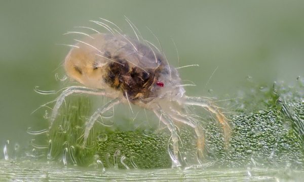 Vrouwelijke spintmijt op een bonenblad