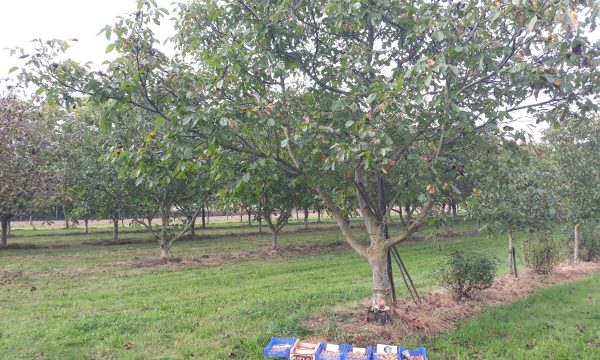 Teelt verwerking vermarkting fruit noten regelgeving