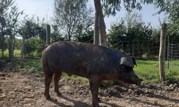 Varkens buiten houden
