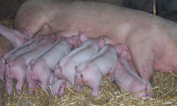 intact pig tails in piglets nursing at a sow