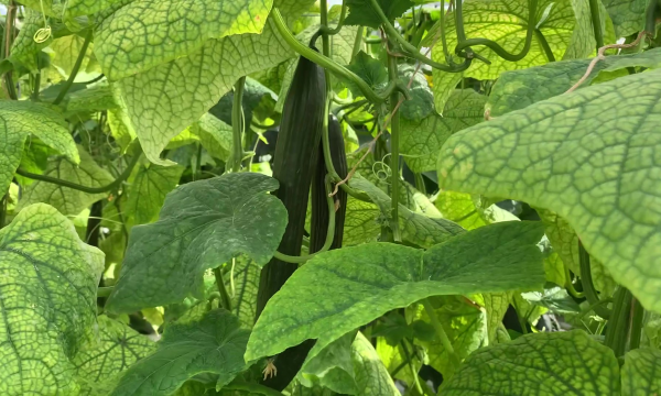 Cucurbit aphid-borne yellows virus komkommer copyright PSKW