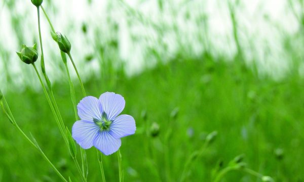 Flax flower