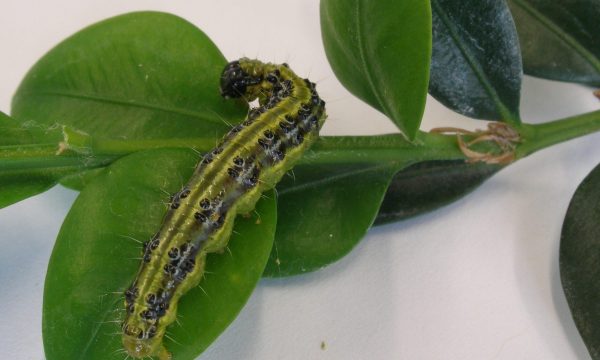 Caterpillar of the boxwood moth