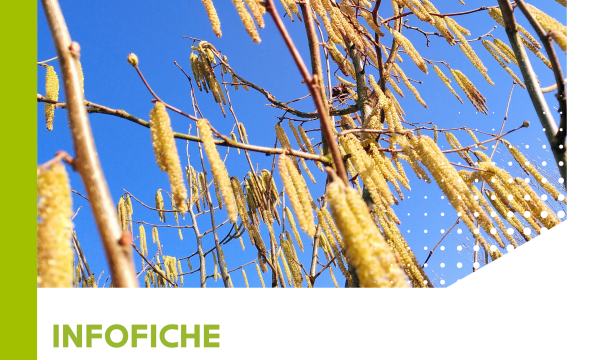 Voorkant compatibiliteit hazelaars