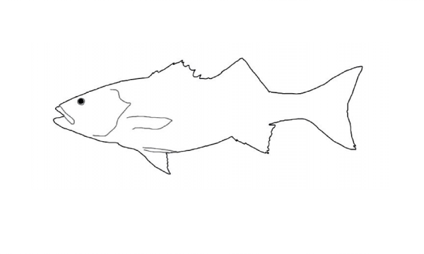 line drawing of sea bass