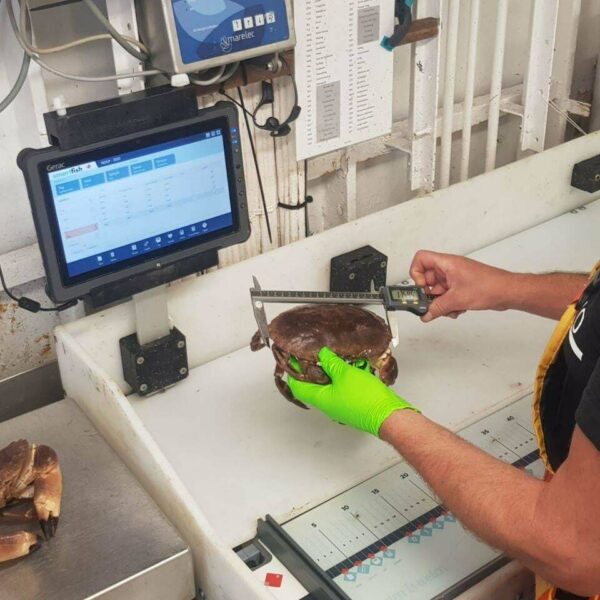 een onderzoeker meet de breedte van Noordzeekrabben met behulp van een bluetooth schuifmaat en een tablet