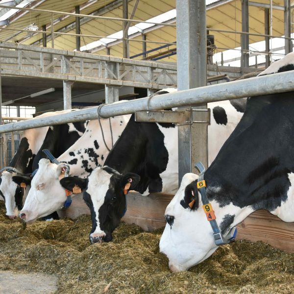 Dairy cattle eating roughage in a barn