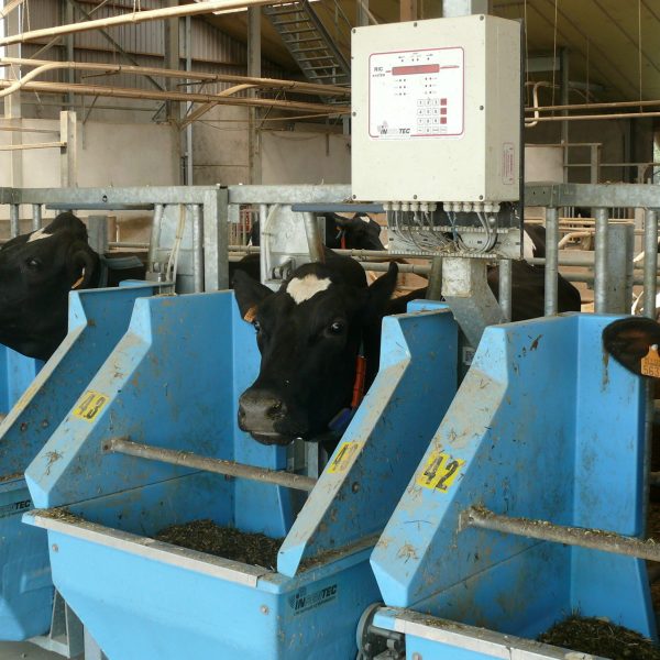 Drie holsteinkoeien staan te eten uit RIC-bakken. Deze registreren hoeveel voeder iedere koe individueel opneemt.