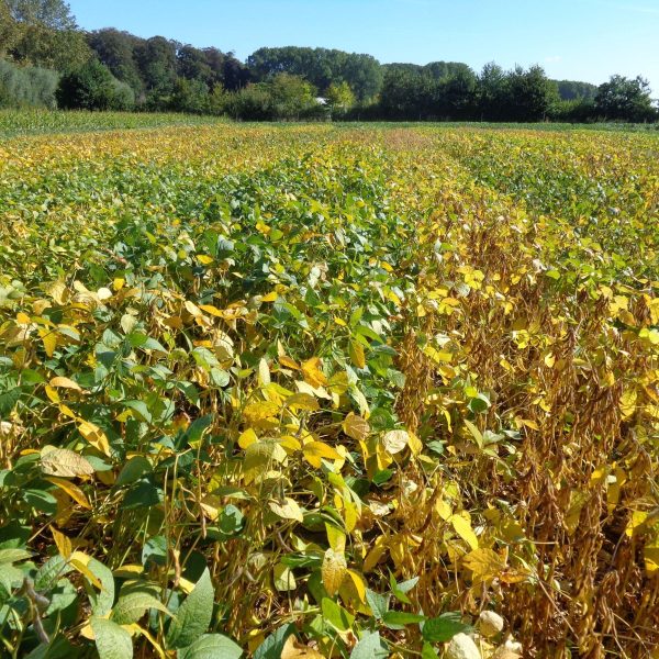Akker met soja