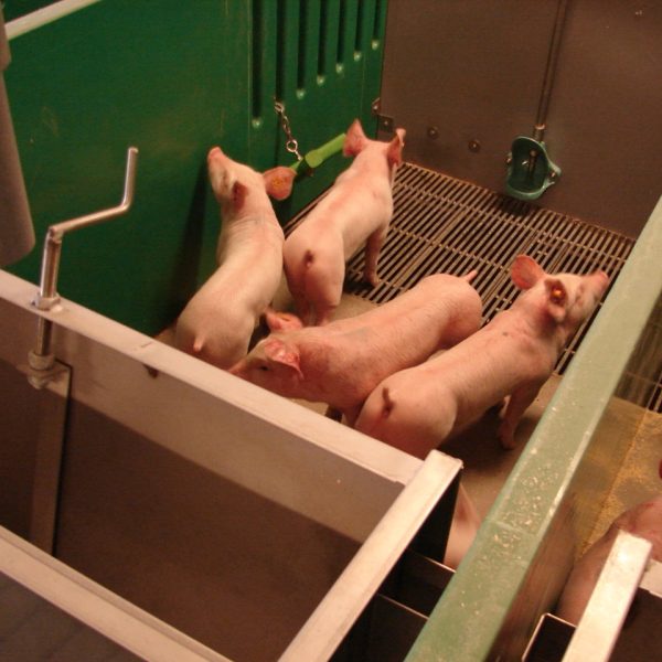 enkele biggen in de stal