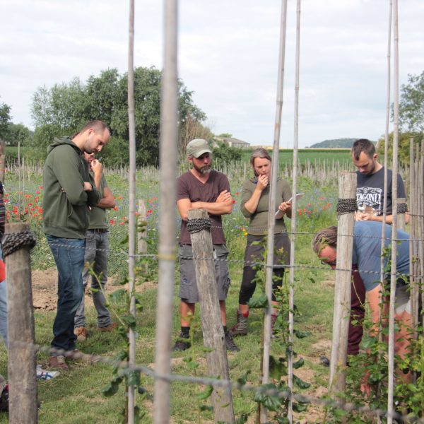 Een groep van 8 mensen luisteren naar de uitleg van een teler in een agroforestrysysteem.