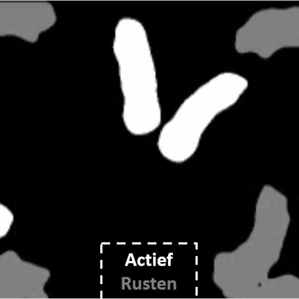 Sensor images of active animals and resting animals
