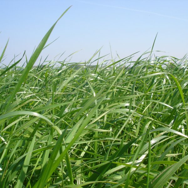 Sfeerbeeld van lang gras