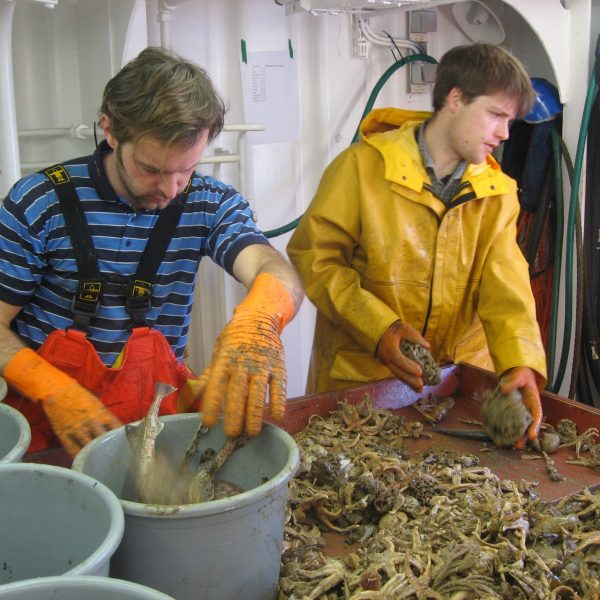 Two men sorting fish aboard a vessel