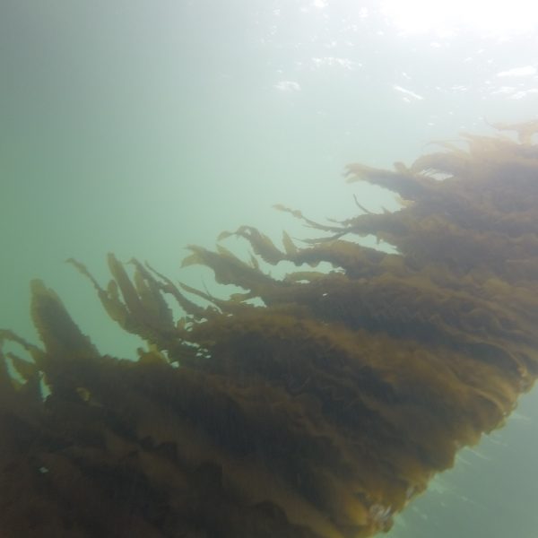 zeewier dat groeit aan een draad onder water (in de zee)