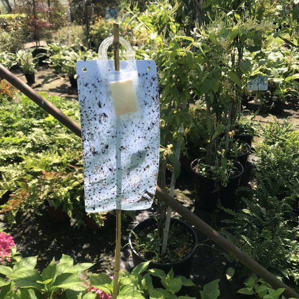 White sticky paper trap in a greenhouse crop