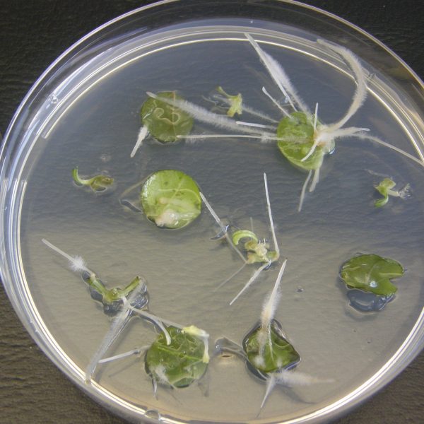 leaf chunks in a petri dish growing roots