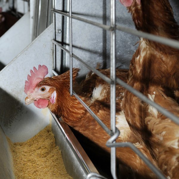 Chicken sticking its head out of an enriched cage above a feed trough