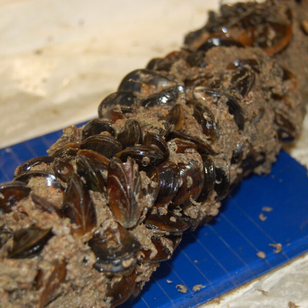 Small mussels growing on a rope resting on a ruler
