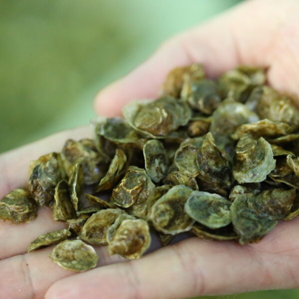hand vol jonge oestertjes, het startmateriaal voor kweek in zee