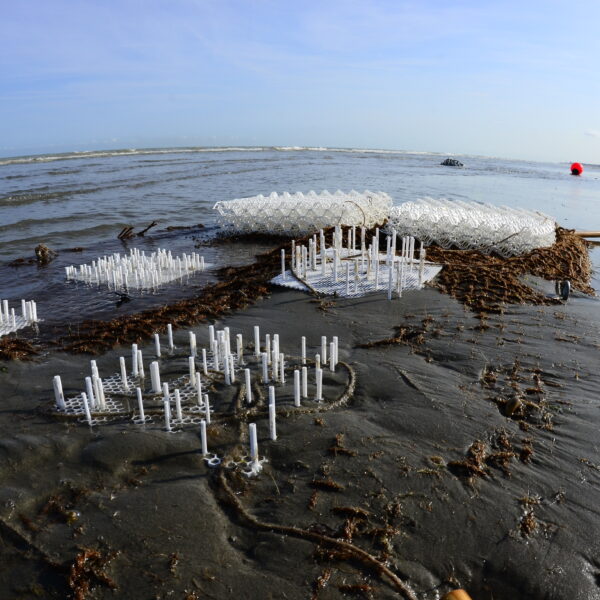 Experimental setup with plastic rods at low tide to attract sand mason worms