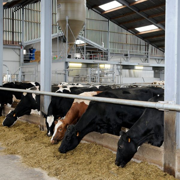 Cows at feeding fence