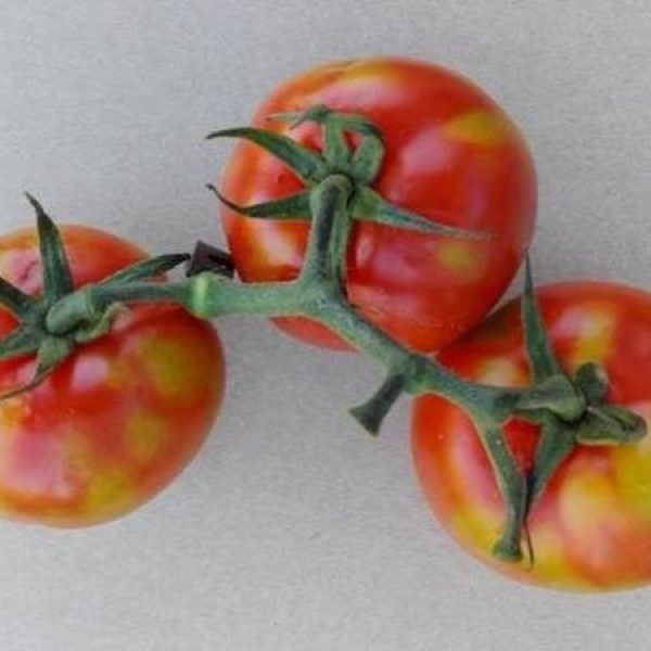 Yellow-stained tomato fruits