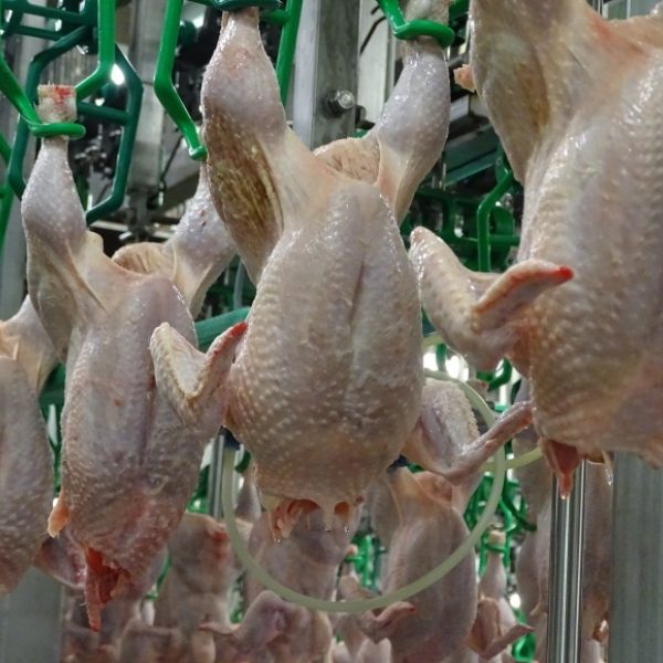 row of plucked chicken carcasses hanging up