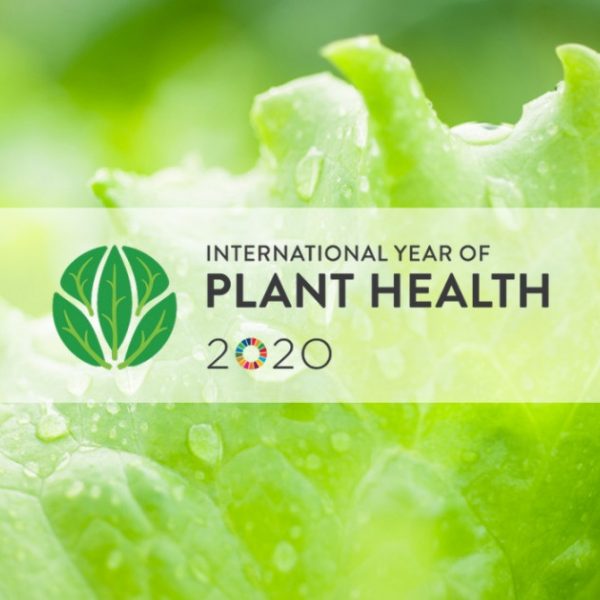 International year of plant health