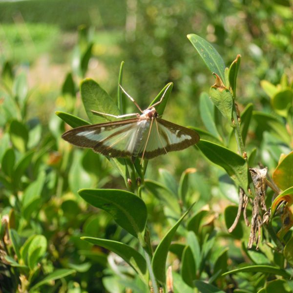 Buxusmot op buxusplant, witte vleugels met bruine randen