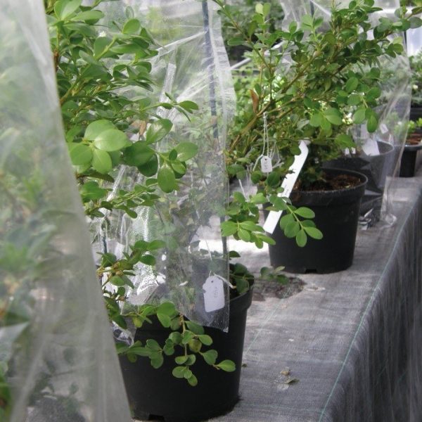 Row of boxwood plants in black pots, covered with gauze